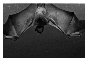 Click to enlarge Fruit Bat