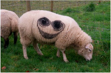 Smiley Sheep