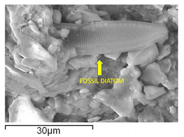 example of a supposedly fossilized diatom