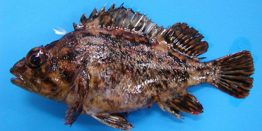 Radioactive Fish