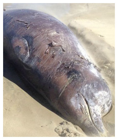 Stranded Whale