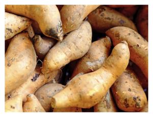 Click to enlarge Sweet Potatoes