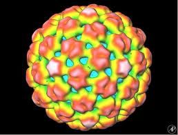 Click to enlarge Cauliflower Mosaic Virus