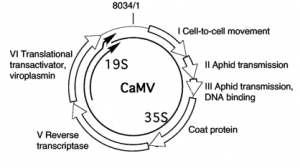 Click to enlarge Gene VI (upper left) precedes the start of the 35S RNA