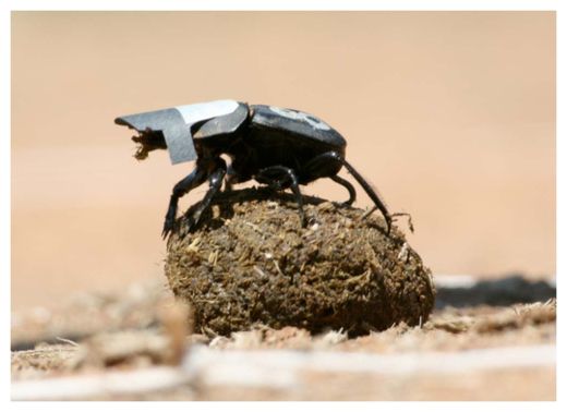Dung Beetle