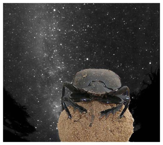 Click to enlarge Dung Beetle_1