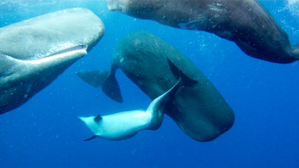Deformed Dolphin