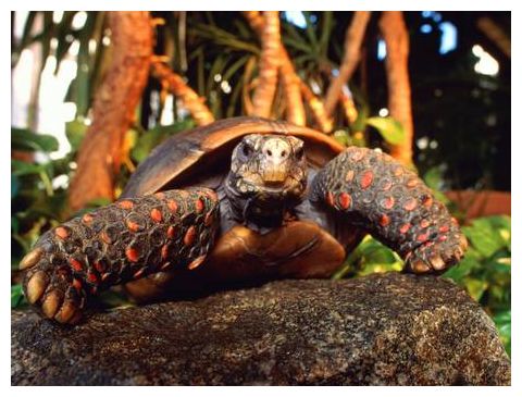 Tortoise