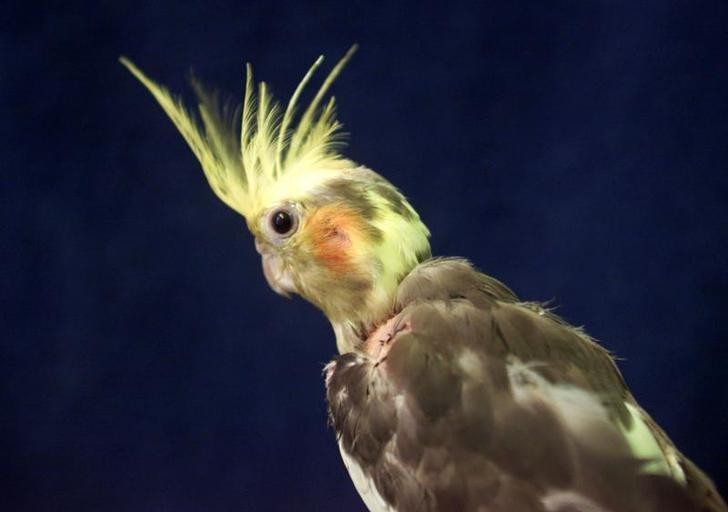 Cockatiel