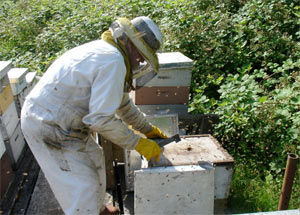 beekeeper
