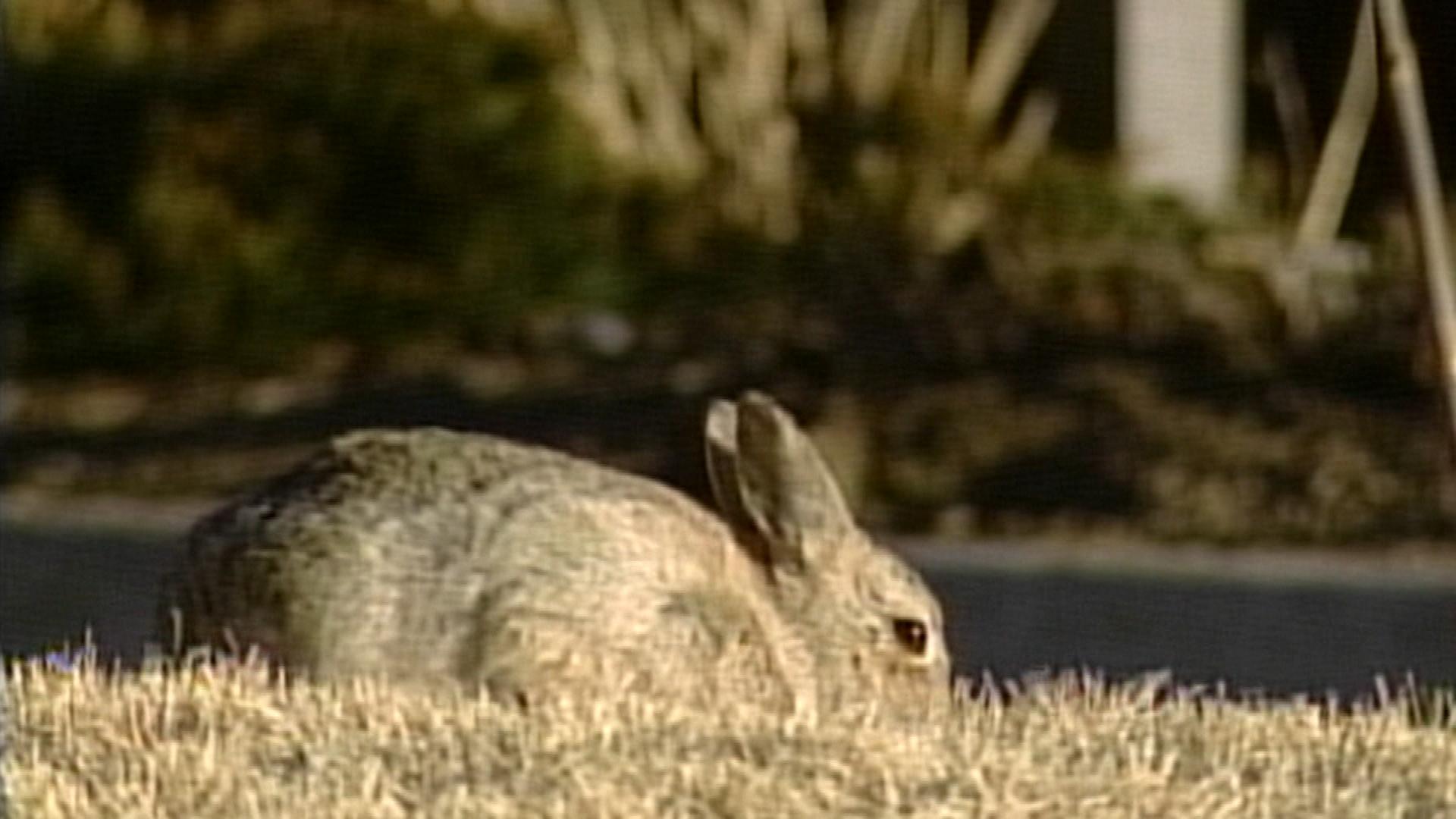 Wild rabbits wreck havoc on car wiring at Denver Airport — Society's ...