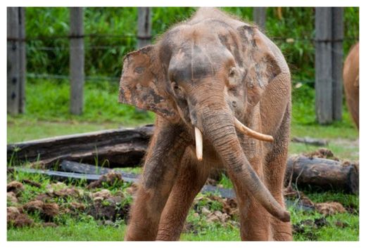 Click to enlarge Pygmy Elephants