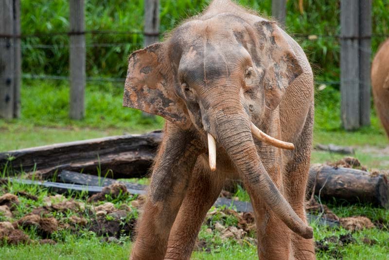 Pygmy Elephants