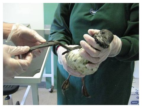 Click to enlarge Stricken Bird