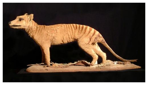 Tasmanian Tiger
