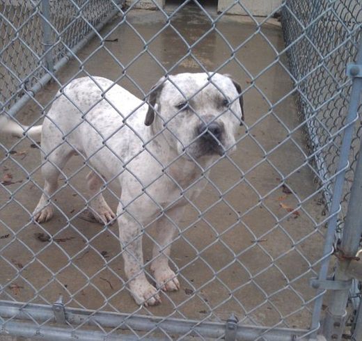 Elton the dog is pictured in his pen at an animal shelte