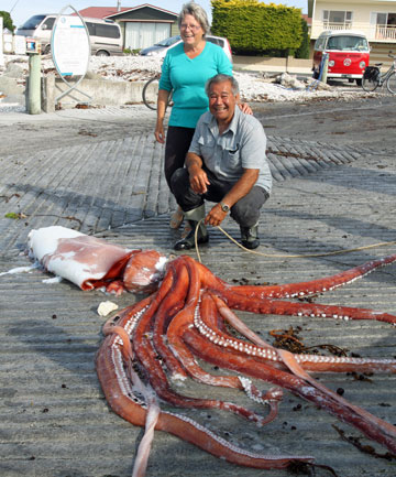 Giant Squid