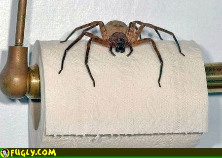 Spider