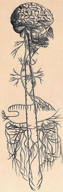 Click to enlarge vagus nerve drawing