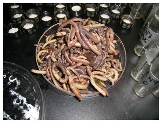 Click to enlarge Worms