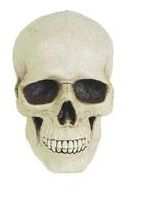 Skull