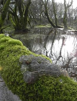 Frogspawn