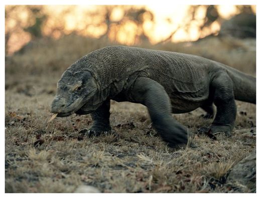 Komodo Dragon