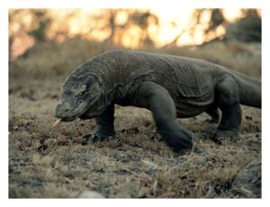 Click to enlarge Komodo Dragon