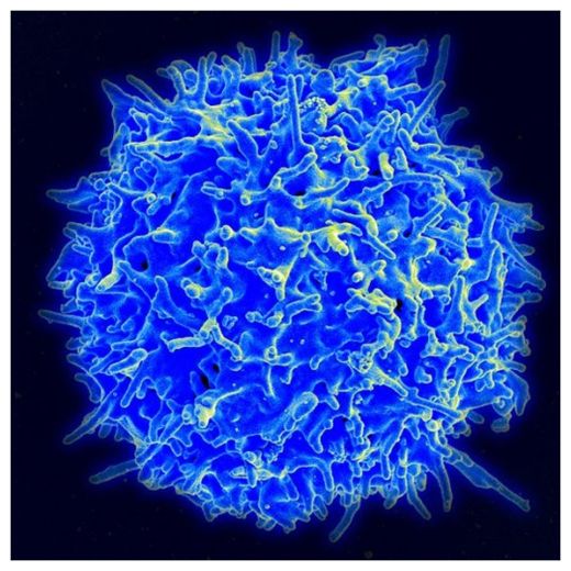 T Cell