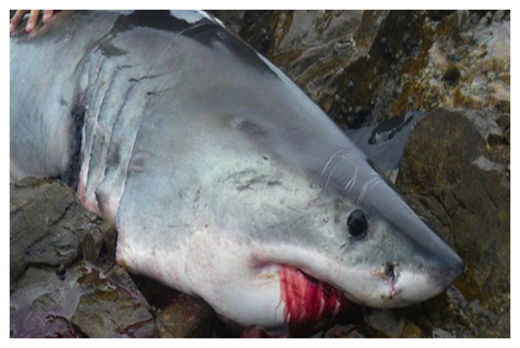 Great White