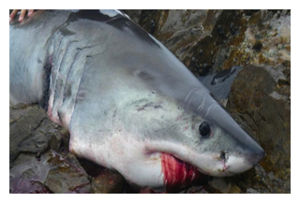 Great White