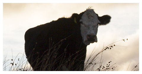 Cow