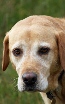 dog