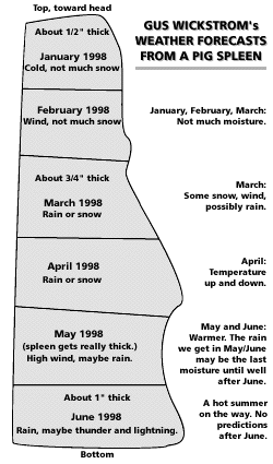 gus forecast pig spleen