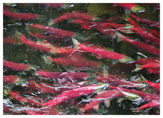 Salmon