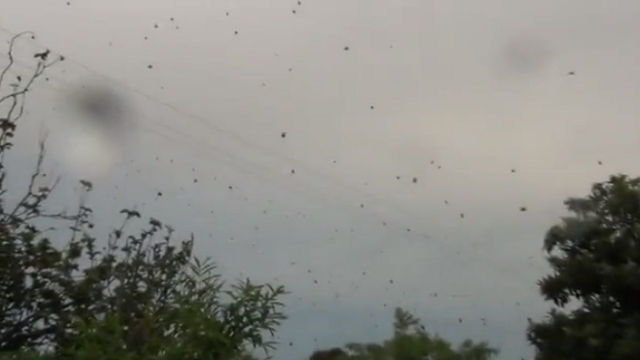 Raining Spiders