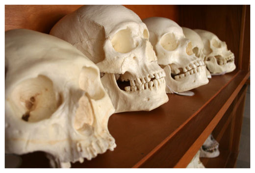Stone Age Skulls