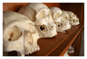 Stone Age Skulls