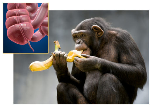 Click to enlarge Appendix
