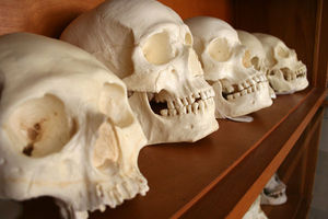 anthropology skulls