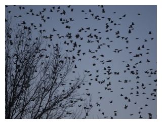 Click to enlarge Blackbirds