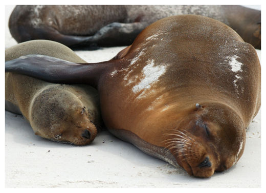 Sleeping Seals