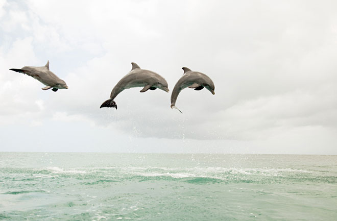Dolphins