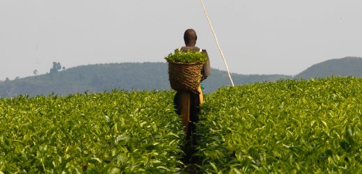 Tea Farm