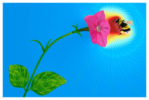 Click to enlarge Flower