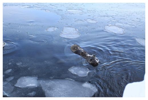 Click to enlarge Seal