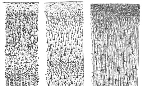 Neurons