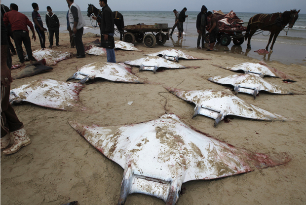 Dead manta Rays