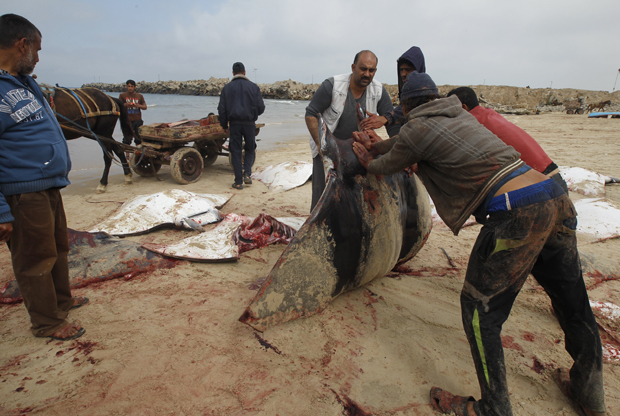 Dead manta Rays_1