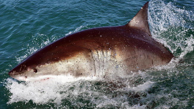 great white shark